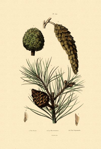 Weymouth Pine by French School